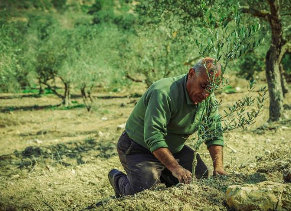 An old man planting an olive tree